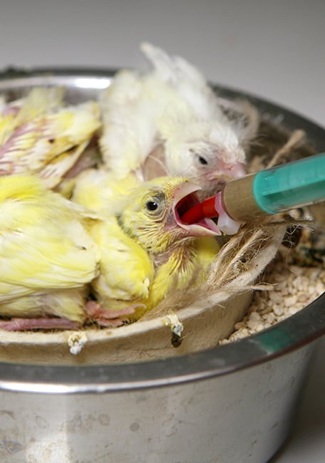 PSITTACUS Handfeeding Syringes With Short Red Soft Tubes