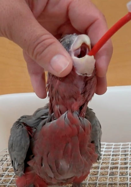 Handfeeding Syringes With Long Red Soft Tubes