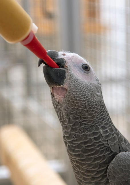 PSITTACUS Handfeeding Syringes With Long Red Soft Tubes