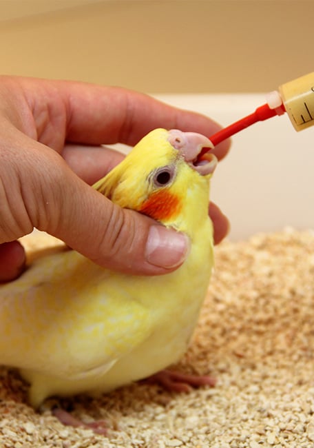 PSITTACUS Handfeeding Syringes With Long Red Soft Tubes