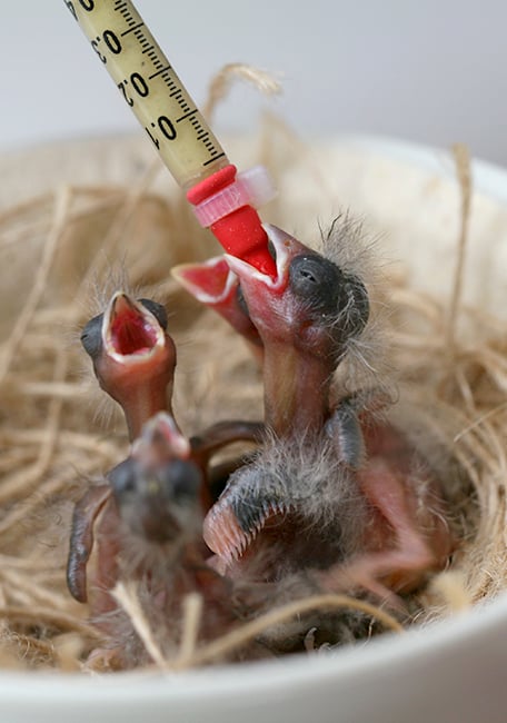 PSITTACUS Handfeeding Syringes With Short Red Soft Tubes