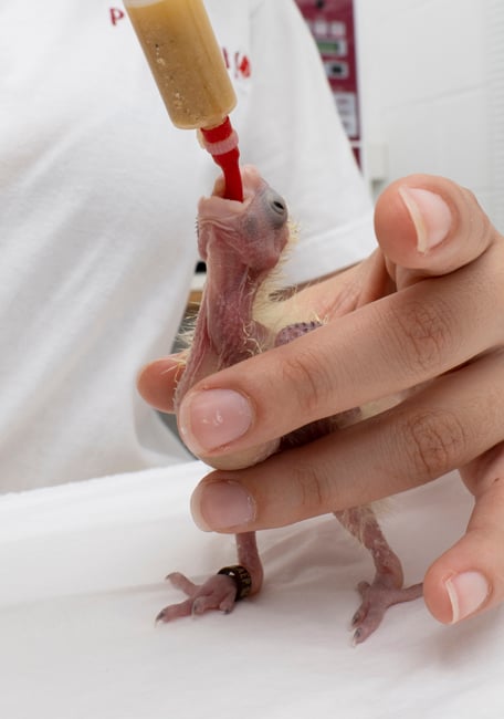 PSITTACUS Handfeeding Syringes With Long Red Soft Tubes