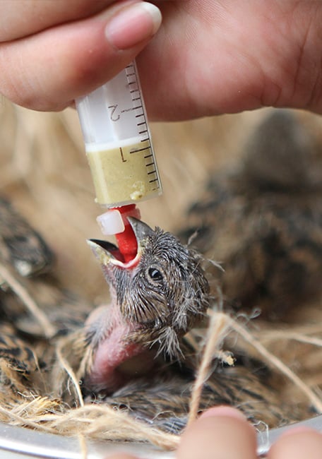 PSITTACUS Handfeeding Syringes With Short Red Soft Tubes