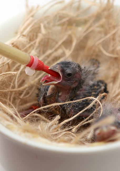 PSITTACUS Handfeeding Syringes With Short Red Soft Tubes