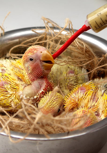 PSITTACUS Handfeeding Syringes With Long Red Soft Tubes